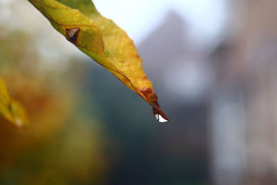 Close-up of leaves against blurred background