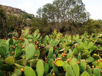 Close-up of succulent plant growing on field