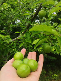 Cropped image of hand holding fruit