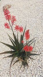 Close-up of red flowers