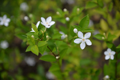 Close-up of white flowers blooming outdoors