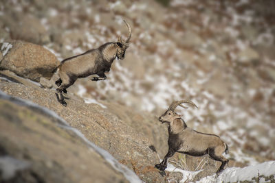 Tilt shift image of deer fighting on rock formation during winter