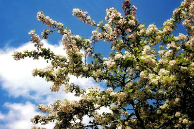 Low angle view of cherry tree against blue sky