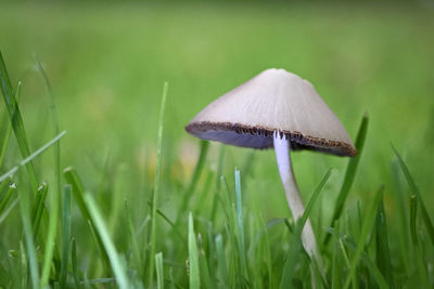 Close-up of mushroom growing on field