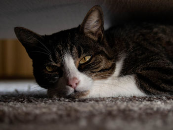 Close-up of cat resting