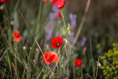 Close-up of red poppy flowers on field