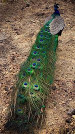 High angle view of peacock on field