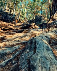 Close-up of dead tree trunk in forest