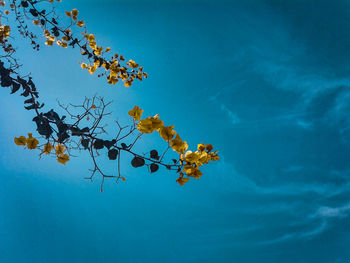 Low angle view of plant against blue sky