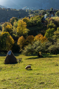 Trees and plants on field during autumn