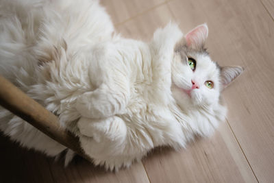 Portrait of white cat on hardwood floor