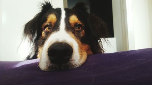 Close-up portrait of dog at home