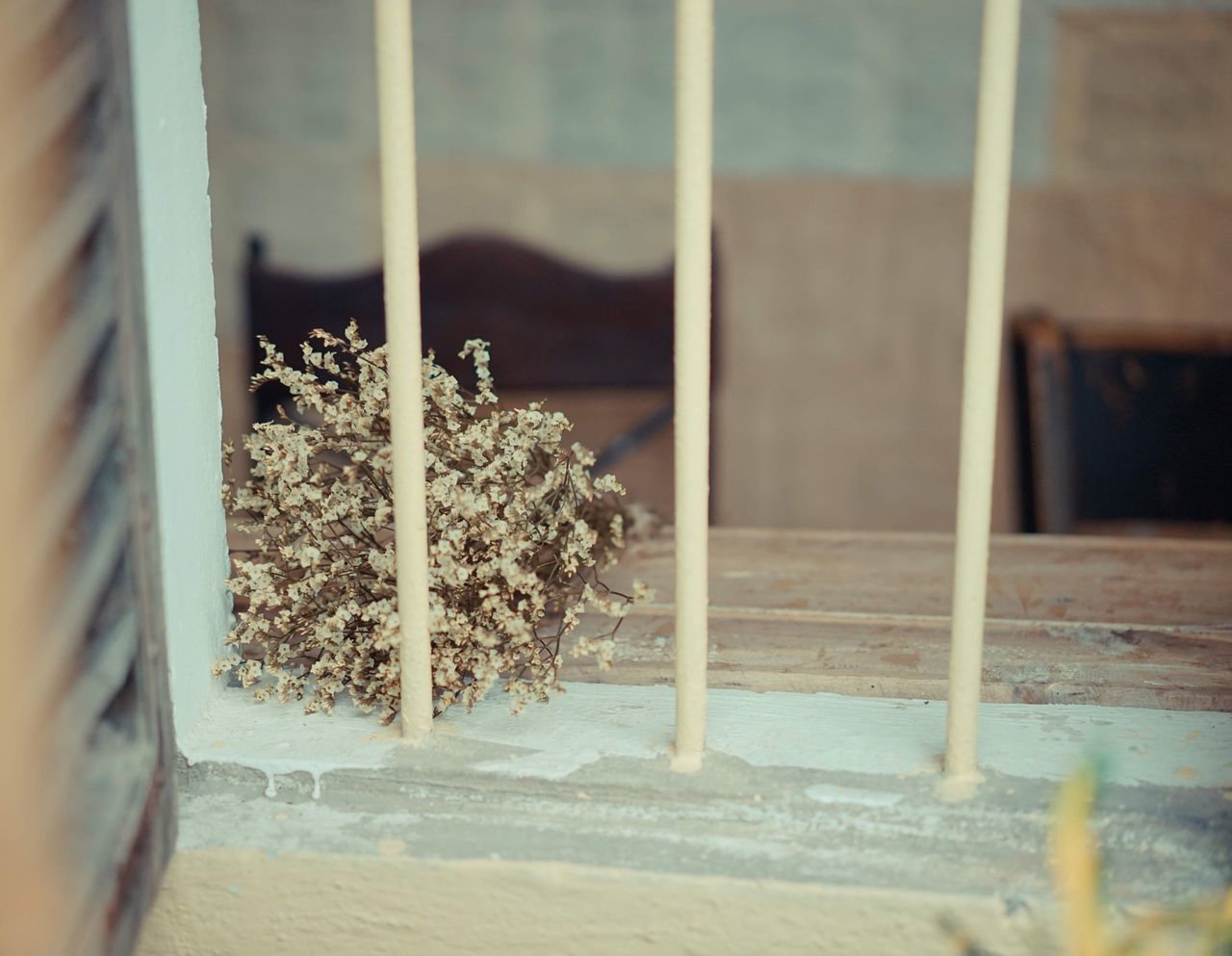 CLOSE-UP OF PLANT ON WINDOW SILL