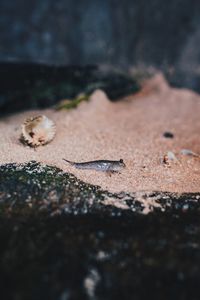 Close-up of insect on sand