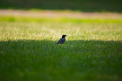 Bird perching on a field