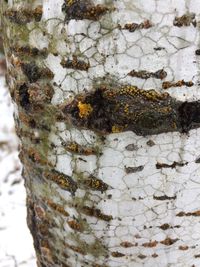 Close-up of insect on tree trunk