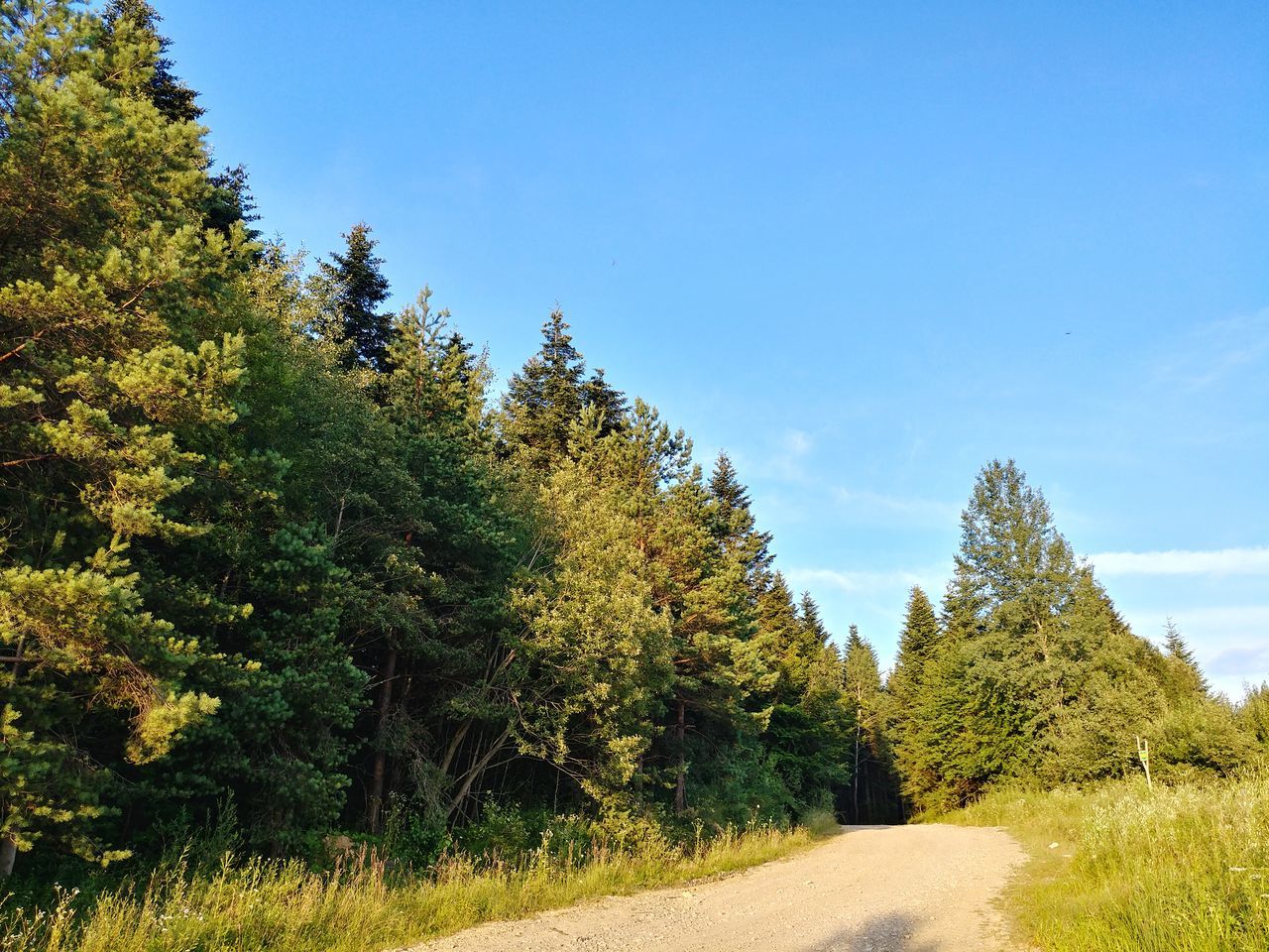 plant, tree, sky, beauty in nature, direction, road, tranquility, growth, the way forward, tranquil scene, nature, day, no people, transportation, green color, land, non-urban scene, blue, scenics - nature, grass, outdoors, diminishing perspective