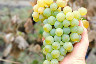 Close-up of hand holding grapes