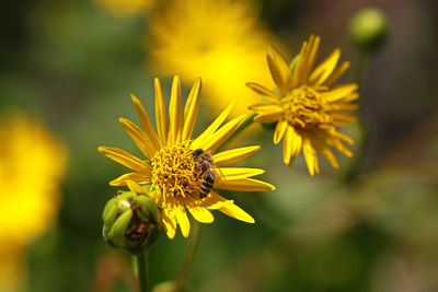 Close-up of bee pollinating flower