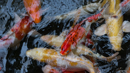 High angle view of koi carps swimming in sea