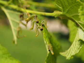 Close-up of insect on leaf