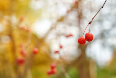 Close-up of red berries growing on tree