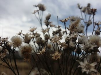 Close-up of wilted flowers against sky