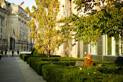 Trees in front of building