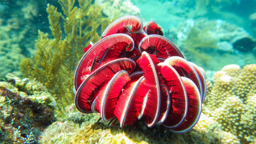 Soft red coral. underwater aquatic life on coral reef