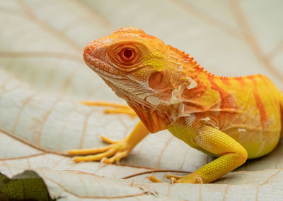Close-up of iguana