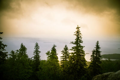 Scenic view of trees against sky during sunset