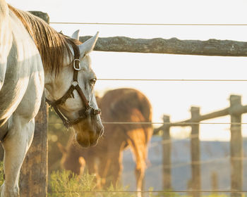 View of two horses in ranch against sky