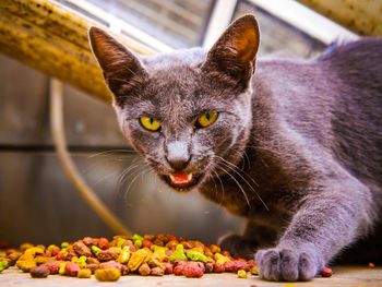 Close-up portrait of a cat