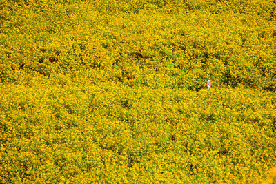 Scenic view of oilseed rape field