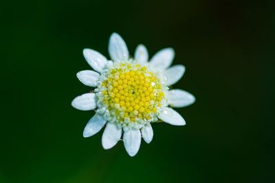 Close-up of white daisy flower against black background