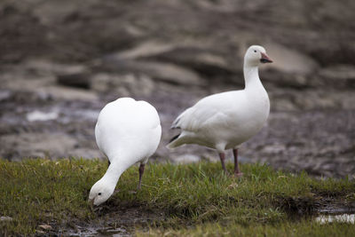 White-morph snow goose foraging greedily in muddy beach next to other bird standing proudly 