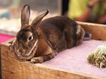 Rabbit on blanket