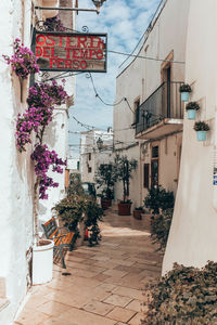 Potted plants on street amidst buildings