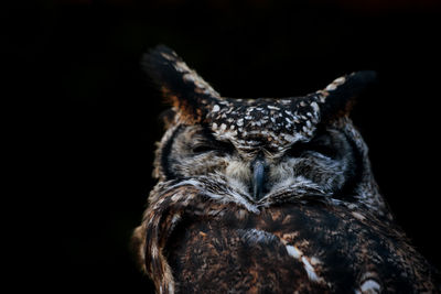 Close-up of owl against black background