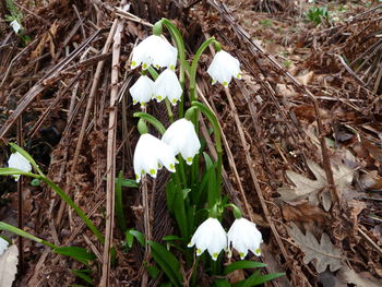 Close-up of white crocus on field