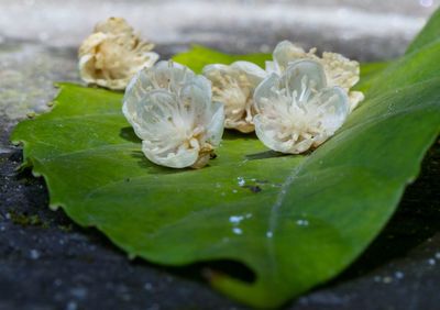 Close-up of lotus water lily