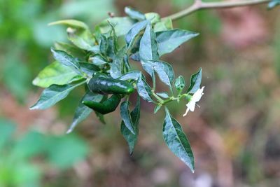 Close-up of insect on plant