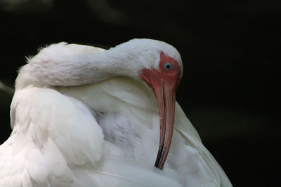Close-up of white bird ibis