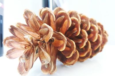 Close-up of food on white background