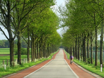 Rear view of person cycling on road along trees