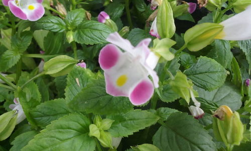 Close-up of pink flowers