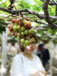 Close-up of apples on tree