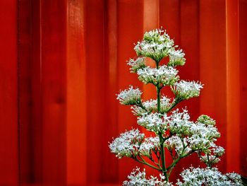 Fresh flowers on plant