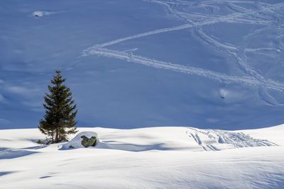 Tree on snowcapped mountain