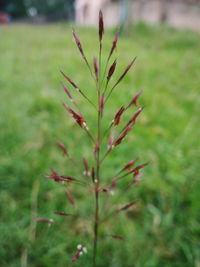 Close-up of plant